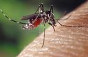 Ako sa brániť proti komárom?