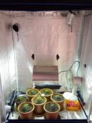 Znáte pěstování plodin pomocí growboxu?